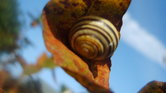 Snail on Leaf...