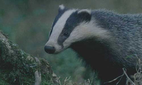 badgers.jpg