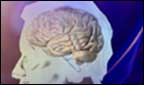 brain