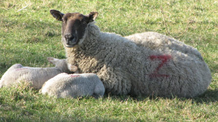 lambs.jpg