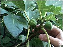 Green figs
