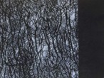 extract from Tree Renderings by Wendy Sutherland. image copyright Wendy Sutherland
