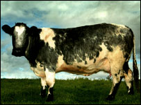 A cow