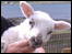 A lamb on Harris. Photo courtesy of ex BBC island blogger Shortlegs the Sheep