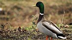 Mallard. Photo: Tom Richards
