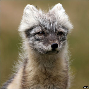 Arctic_fox