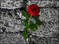 Red Rose