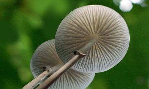 porcelain-fungus2.jpg