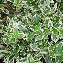 euphorbia fortunei