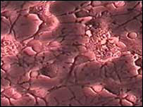 Neurônio