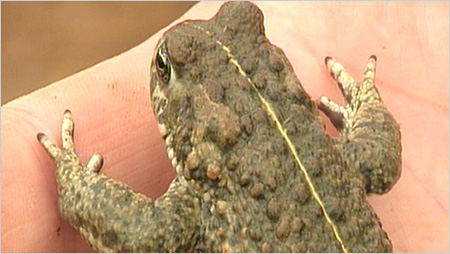 Natterjack toad