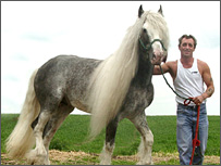 Gyspy Horse 