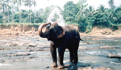 Elephants can surf