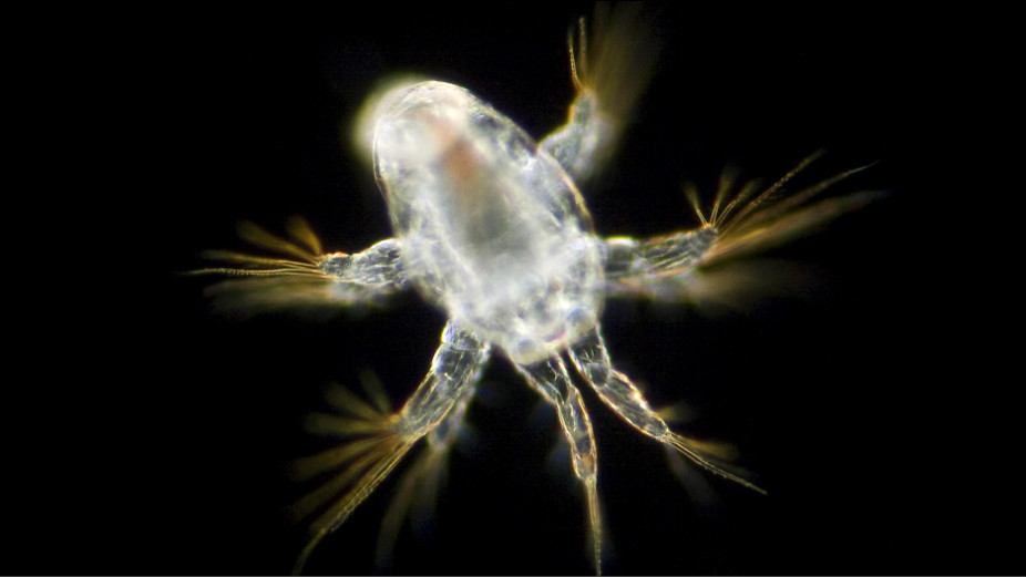 Copépode