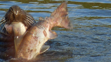 seal1.pg.jpg