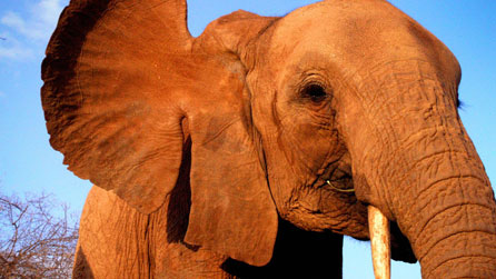Elephant