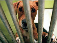 Battersea Dogs home