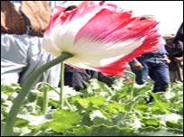 کوکنار 