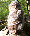 owl