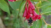 bee on red flower... bee on red flower...