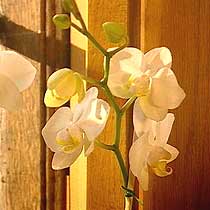 Orchid