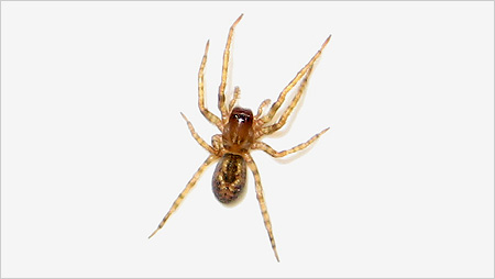 Spider c/o Jane Longhorn