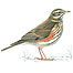 Migratory activities (Image: Redwing c/o RSPB Images/Langman)