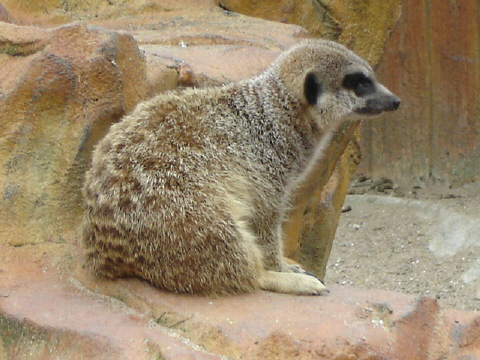 Exmoor Zoo