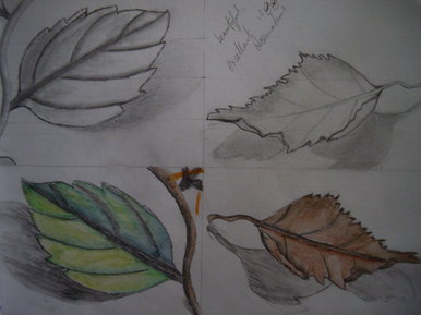 Leaves