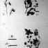 The Darwin Archive