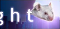 mouse203.jpg