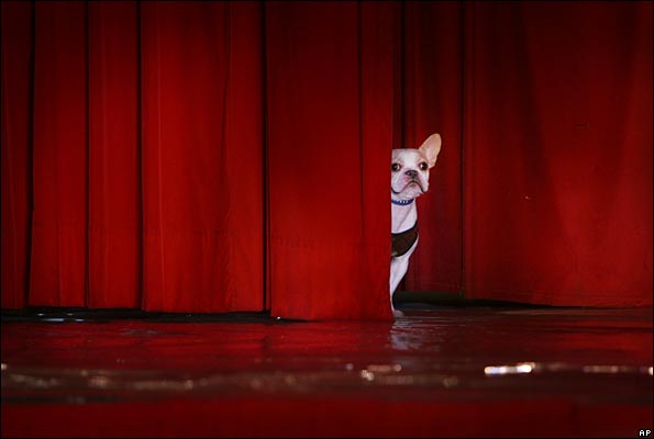 dogpeekredcurtain_ap.jpg