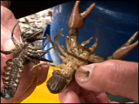 Crayfish