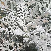 Senecio