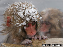 monkey_getty_203.jpg