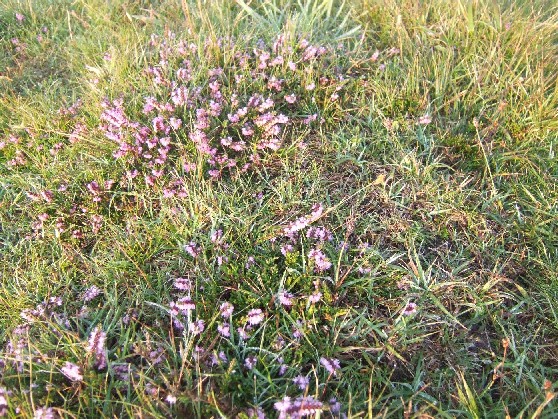 Heather