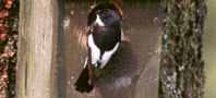 an image of a Pied Flycatcher, copyright Tommy Holden/BTO.