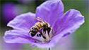 bee