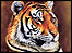 Tiger © Greg Harris