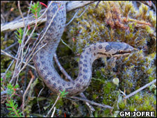 Smooth_snake