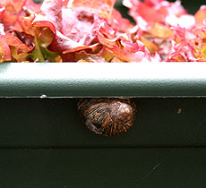 naturechris_snail.jpg