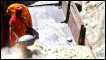 A worker at an asbestos mine in India