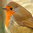 Winter Activities (Image: Chris Packham)