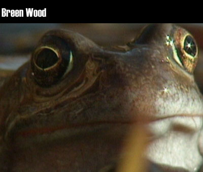 Breen Wood clip