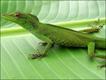 Anolis cuscoensis (foto: Steven Poe)