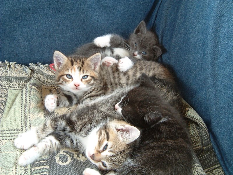 Babies