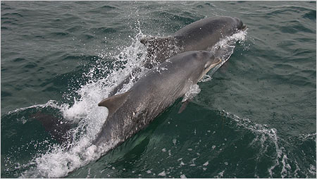 Bottle nosed dolphins c/o Hebridean Wildlife Trust