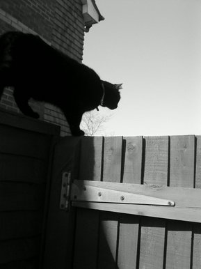 Black Cat