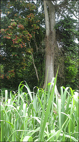 rainforest.jpg