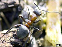Formiga (arquivo)